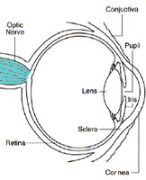 The optic nerve