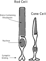 Rods and Cones