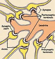 A nerve cell and several synapses