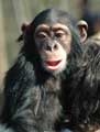 chimpanzee