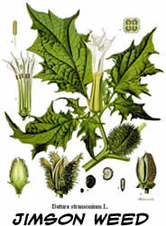 Jimson Weed